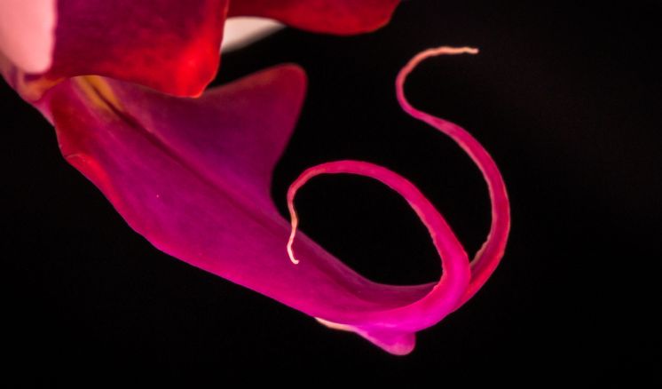 Coloquio%20-%20Lingua%20e%20realidade Aconteceu! - Page #4