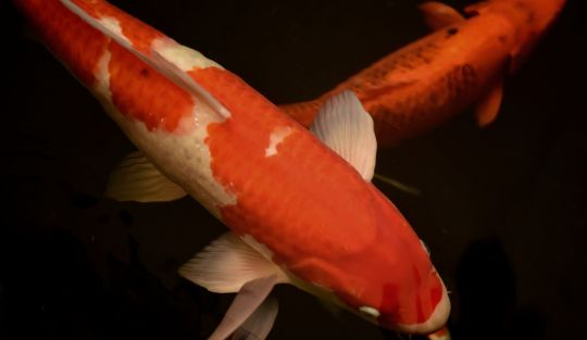 Evento%20-%20Mito%20comunicacao%20e%20psicanalise Aconteceu! - Page #5