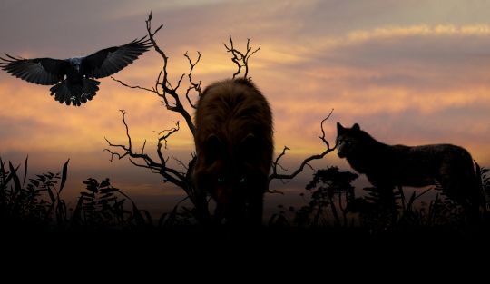 Webinario%20-%20O%20Homem%20dos%20Lobos Aconteceu! - Page #9